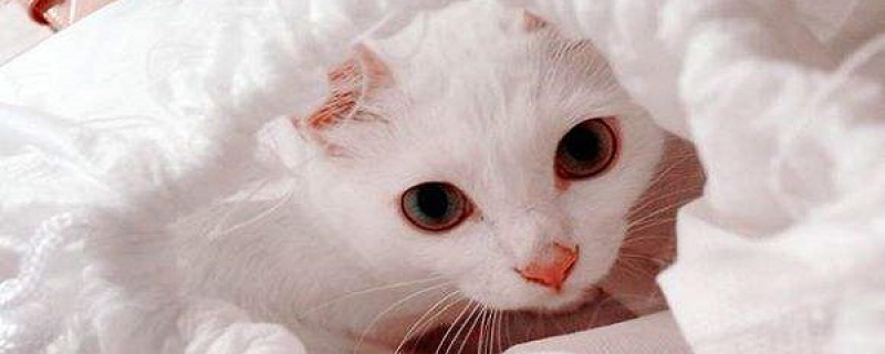 猫疱疹病毒怎么治