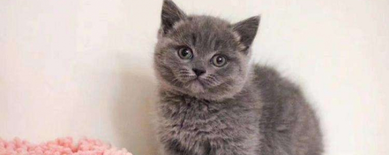 为什么会有矮脚猫