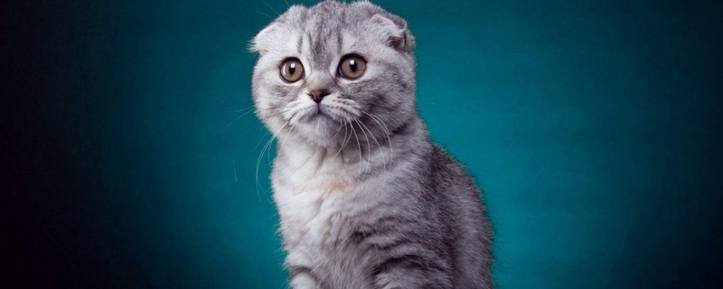 不想养猫了怎么处理