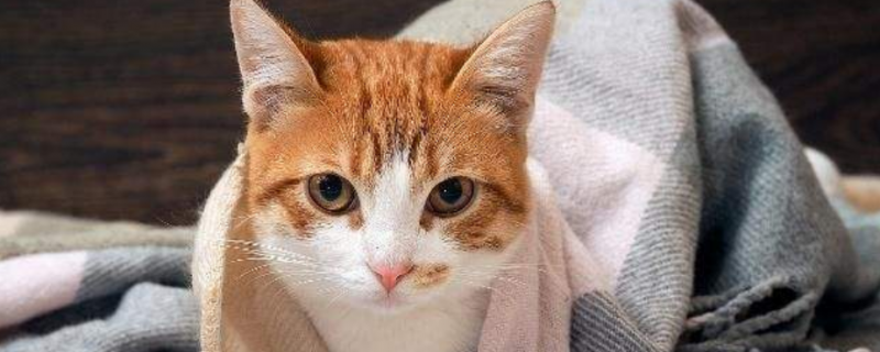 猫生病吃什么流质食物