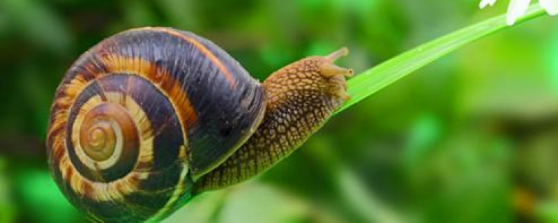 蜗牛怎么养才不会死