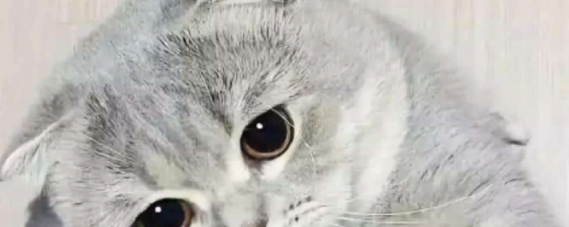 什么是半折耳猫