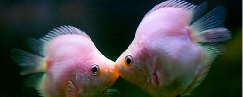 接吻鱼为什么会接吻