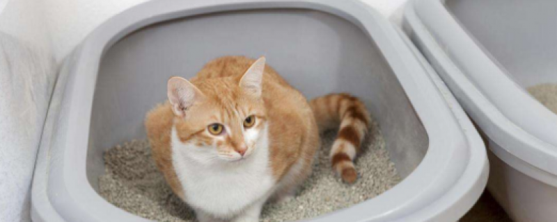 为什么小猫大小便前会叫