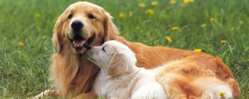 糖尿病狗死前最后征兆