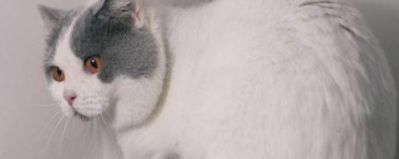 为什么猫咪一直恩恩叫