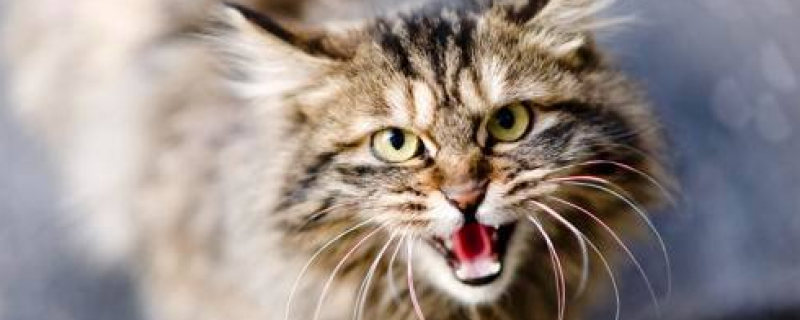 不认识的猫在门口叫