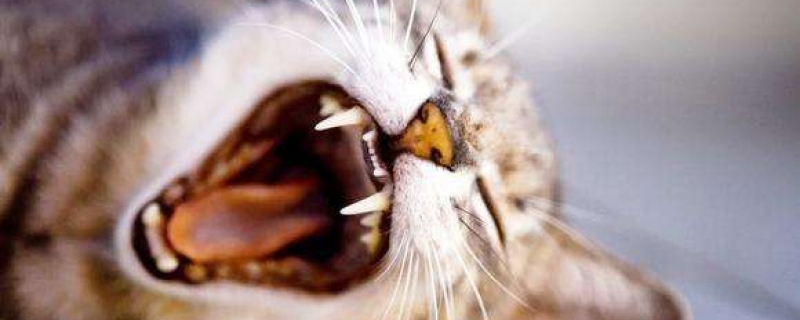 10度左右猫在阳台会冻死吗