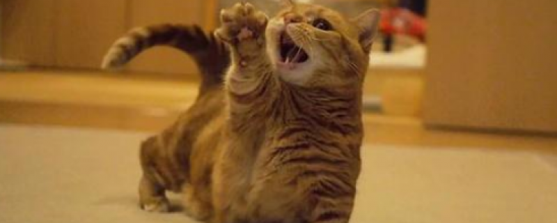 猫抬起一只前脚是发病了吗
