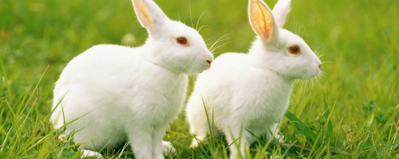 兔子发出咕咕什么意思