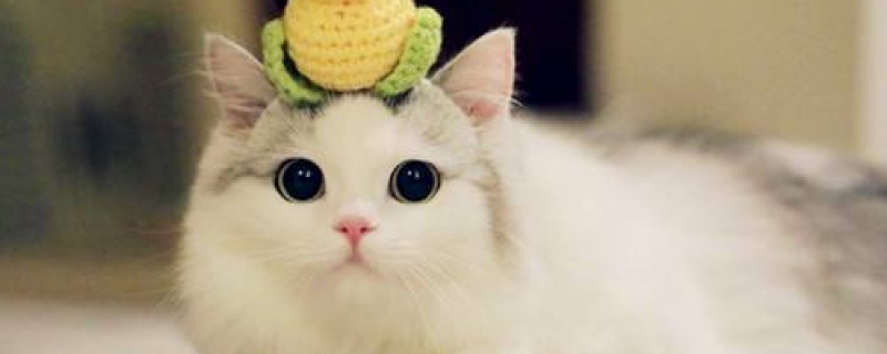 为什么猫晚上会发出婴儿叫