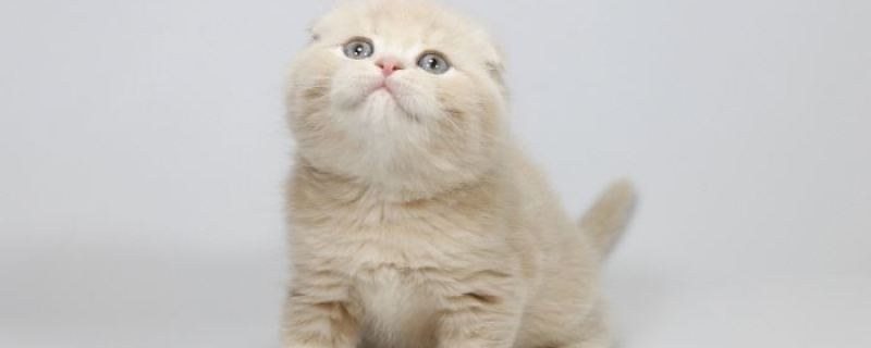 猫的血栓病能治愈吗？