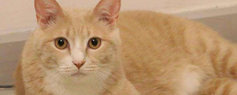 为什么猫咪睡醒后会特别黏主人