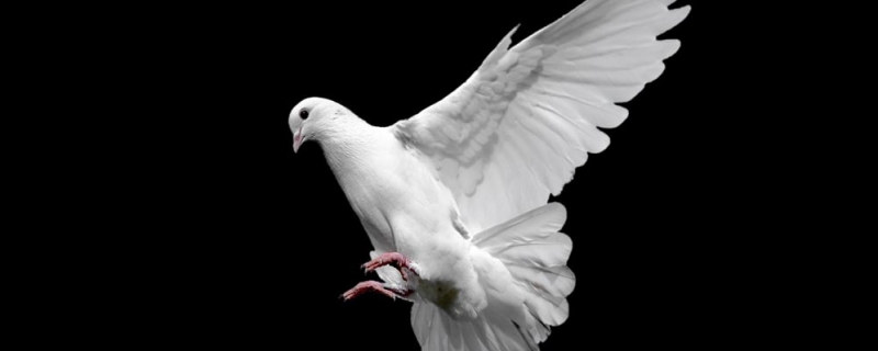 鸽子拉血便怎么回事