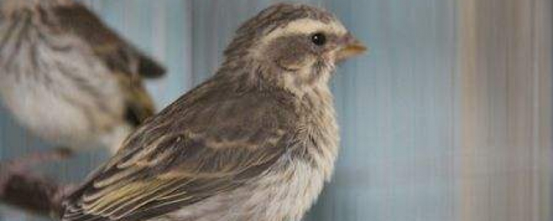 灰燕鸟几个月可以繁殖