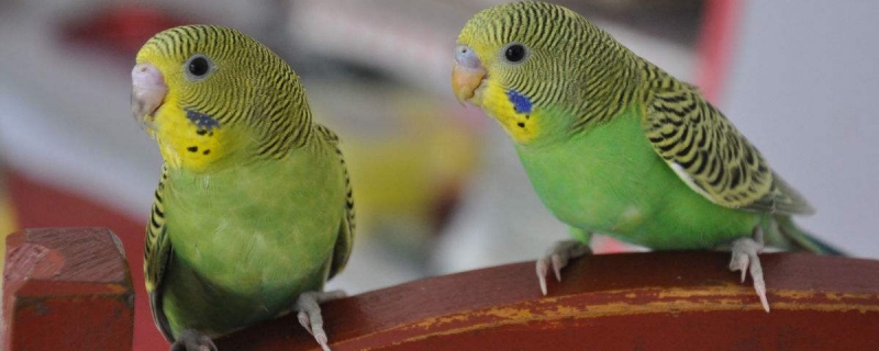 酒精对虎皮鹦鹉的影响