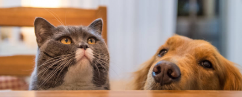 两个月小猫一顿吃多少蛋黄