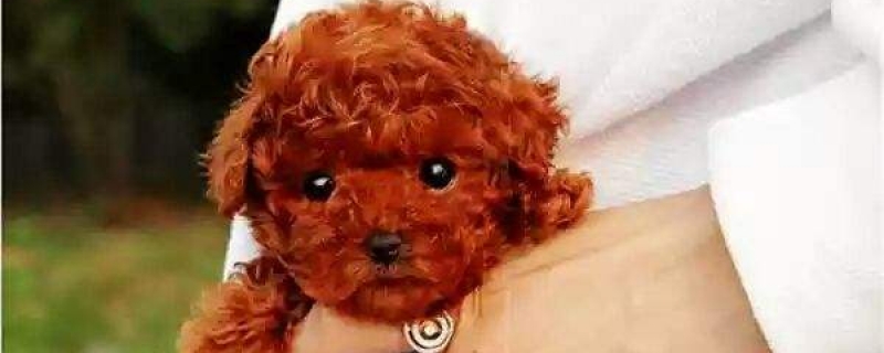 三斤重的小泰迪是茶杯犬吗