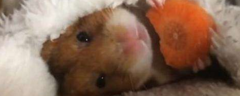 仓鼠能吃萝卜吗