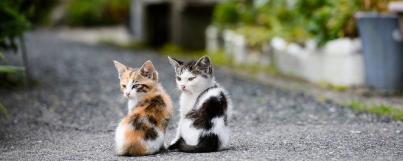 猫生下来就会带狂犬病毒吗