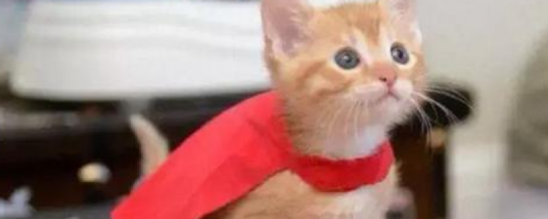 4个月小猫总是睡正常吗