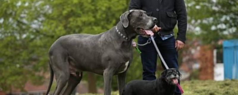 一只大狗一天要吃多少狗粮