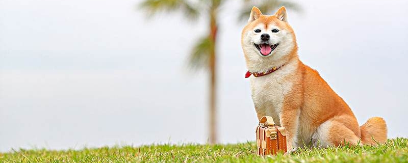 10斤狗一次吃多少狗粮