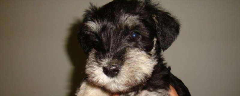 2月幼犬一天吃多少狗粮