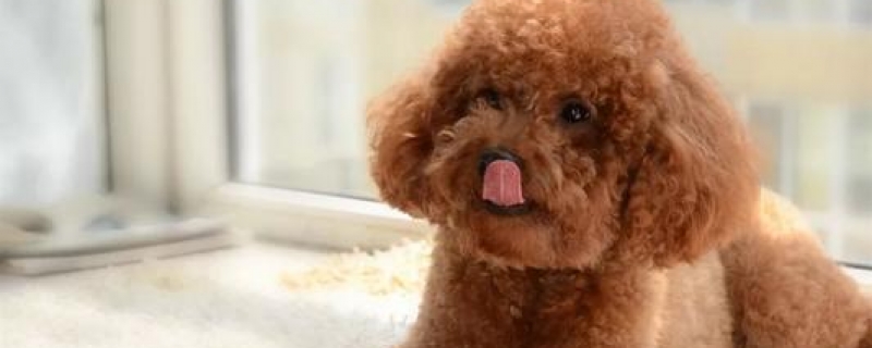 10斤泰迪一顿吃多少克