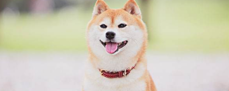 2-3个月的柴犬如何养