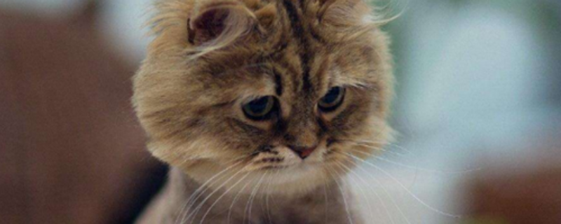 45天小猫怎么喂养