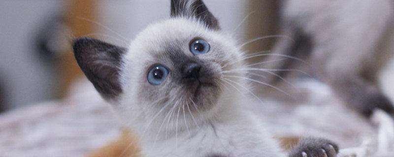 为什么养暹罗猫的人少