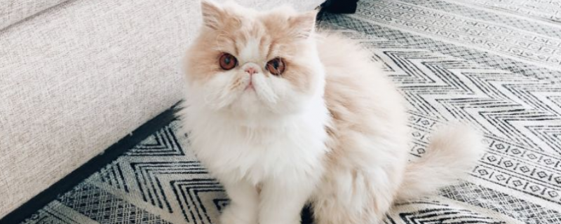 为什么很少人养波斯猫