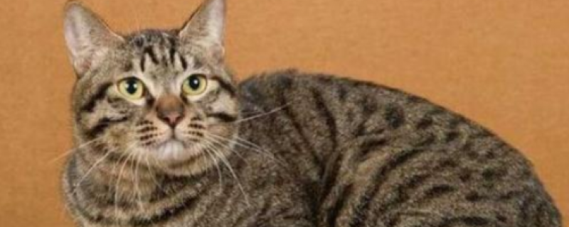 中国狸花猫的性格特点