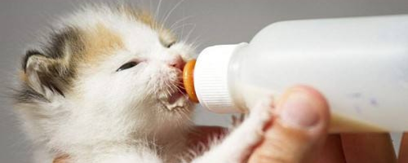 10几天的小猫突然无力不吃奶