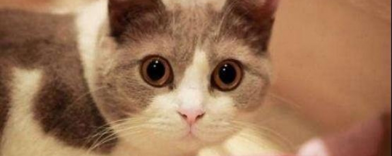 一个猫薄荷球能吃多久