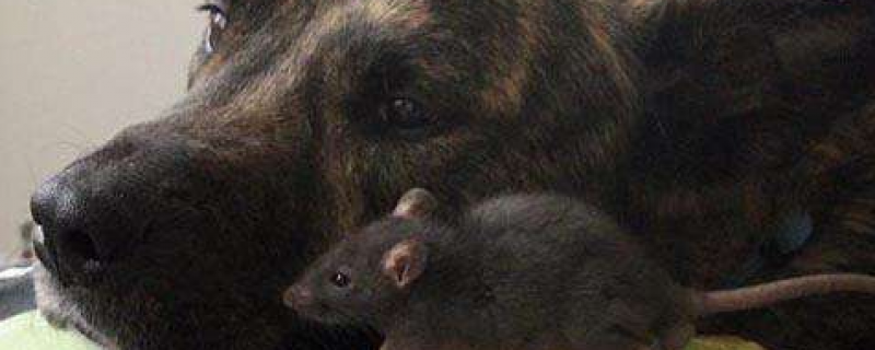 狗被老鼠咬了会得病吗