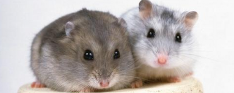 仓鼠不吃东西但很活泼