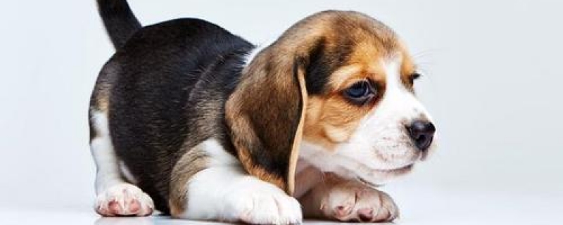 2个月幼犬能吃营养膏吗