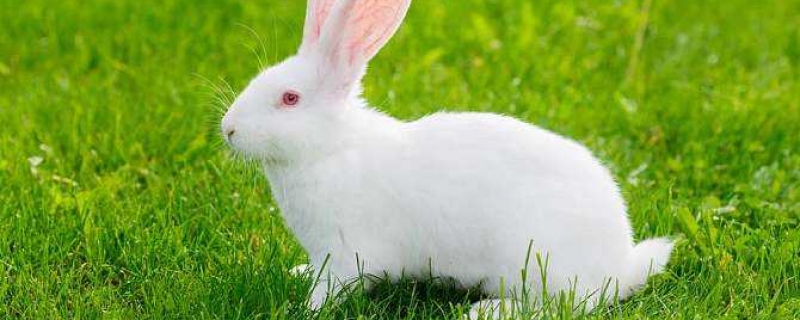 兔子吃干草还是新鲜草