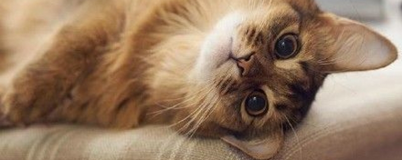 公母猫交配多少次才可以