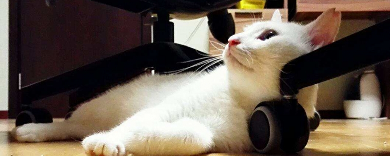 中华大白猫为什么叫气死猫