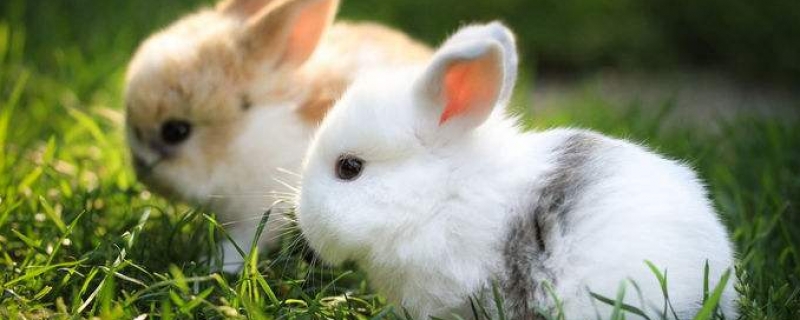 下蛋的兔子是什么品种