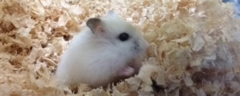 仓鼠一天可以吃多少冻干豆腐