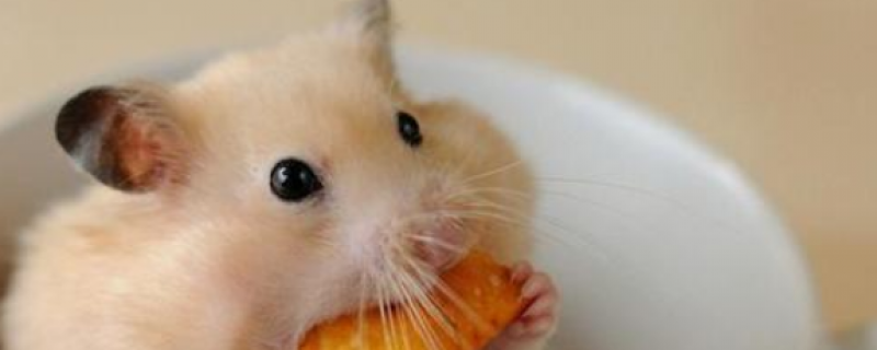 仓鼠可以吃鸡蛋吗