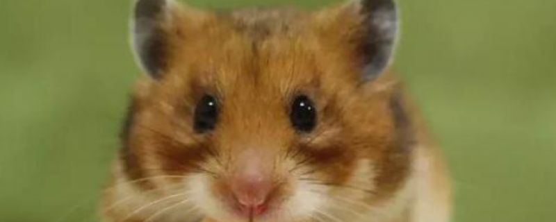 仓鼠可以吃香蕉吗?吃多少?