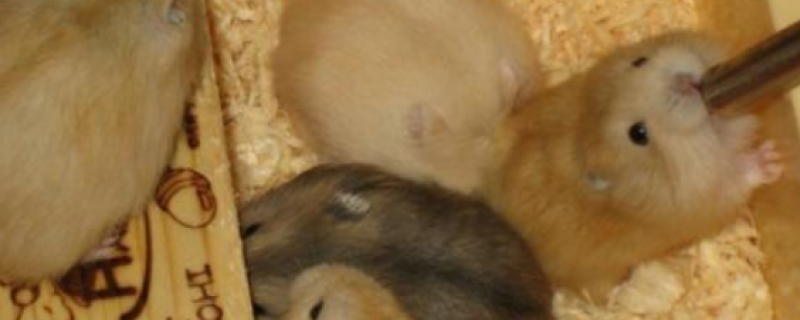 仓鼠可以交配几次