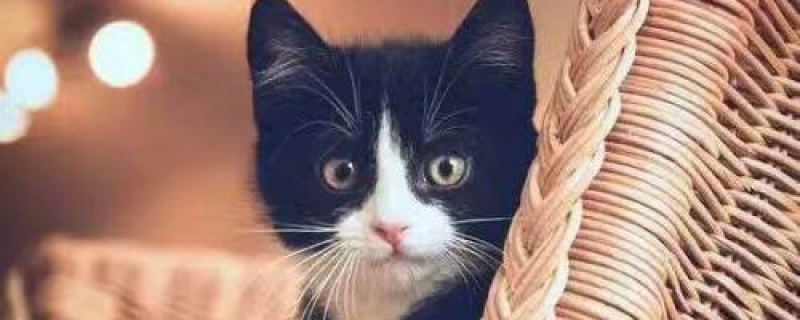 公猫做绝育前要注意什么