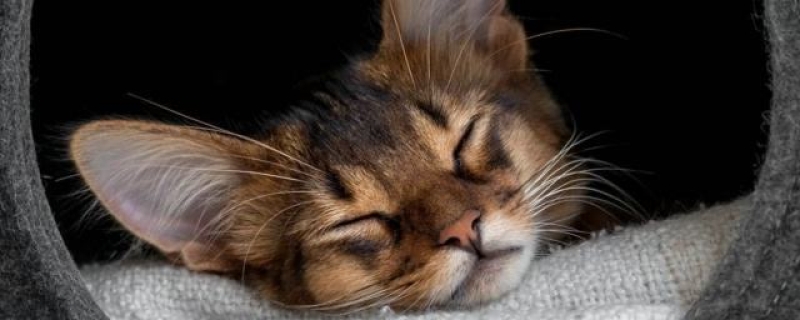 1岁的猫猫如何认新主人