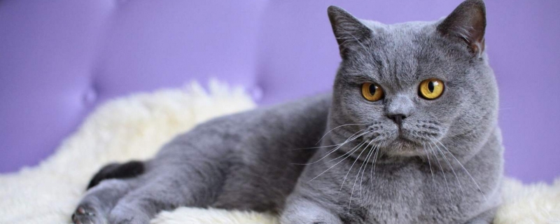 公猫几个月有生育能力吗